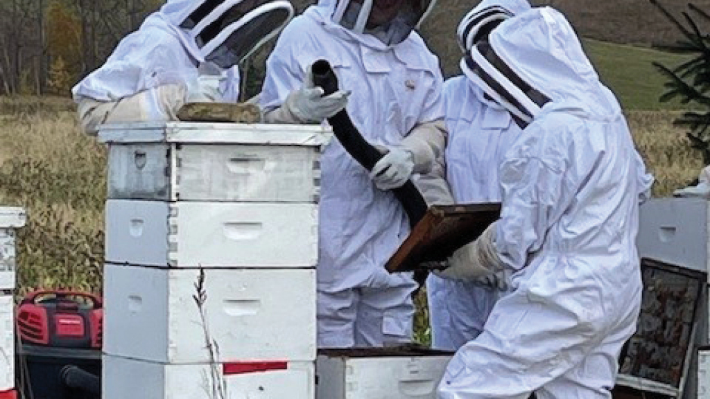 Students dressed in bee-protection clothing work with beehives